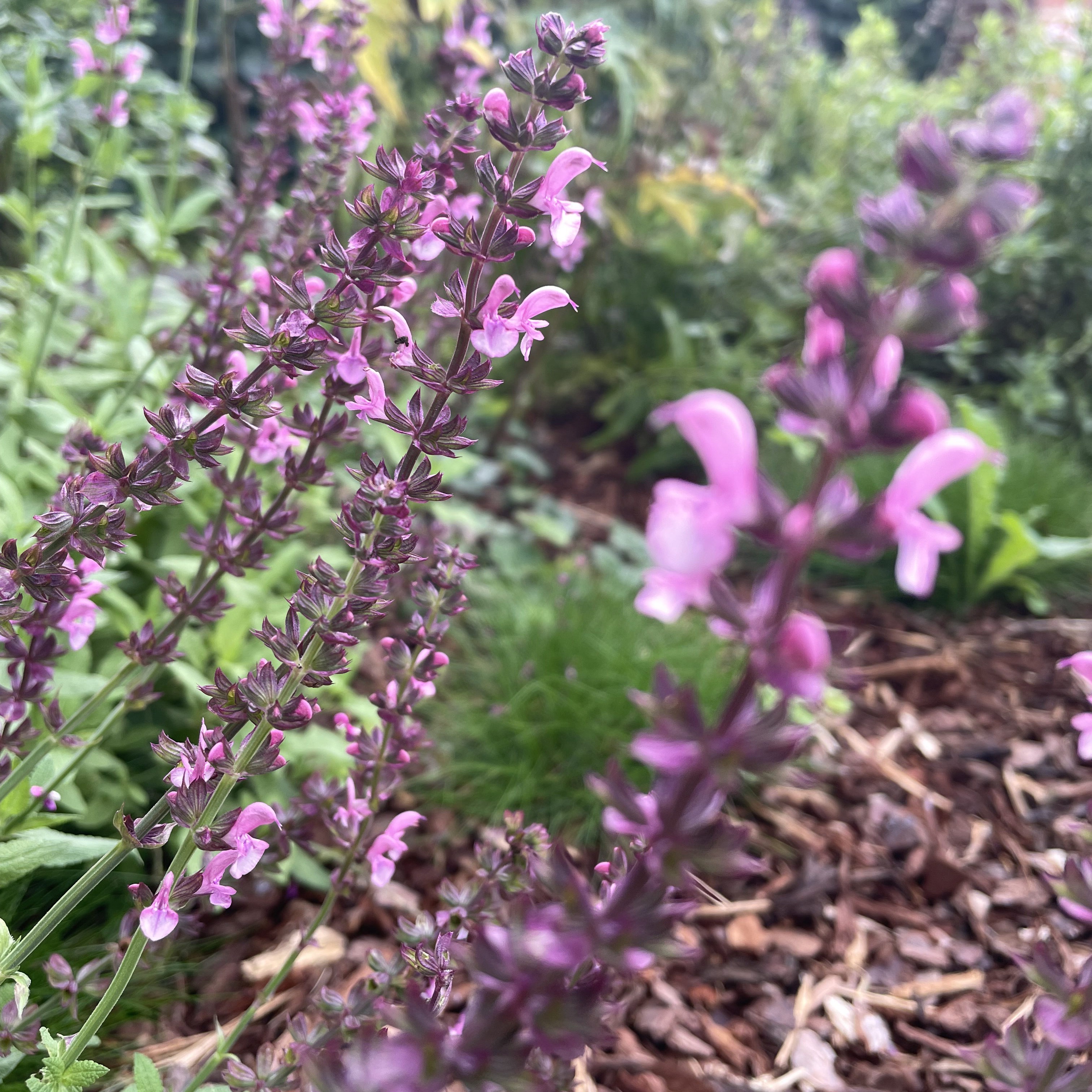 Ecologisch tuinieren met sierschors