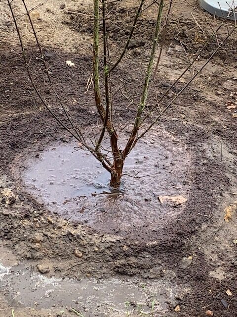 Boom planten met kinderen